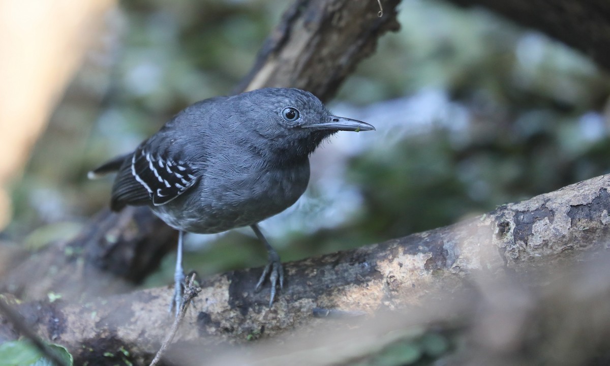 Band-tailed Antbird - ML624223908