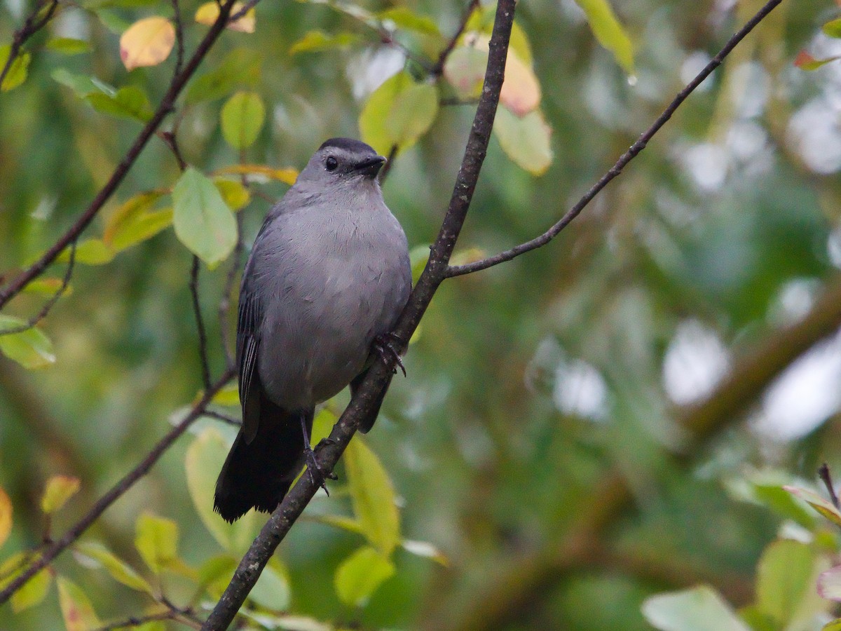 Gray Catbird - ML624223914