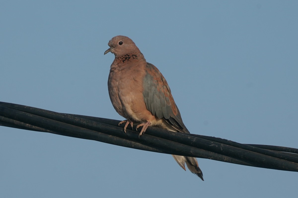 Laughing Dove - ML624223915