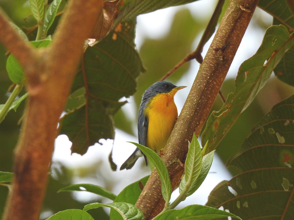 Tropical Parula - ML624223919