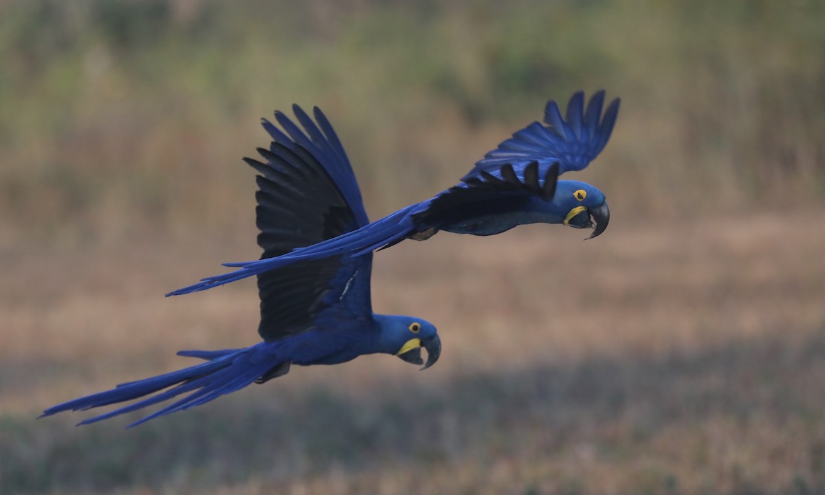 Hyacinth Macaw - ML624223921