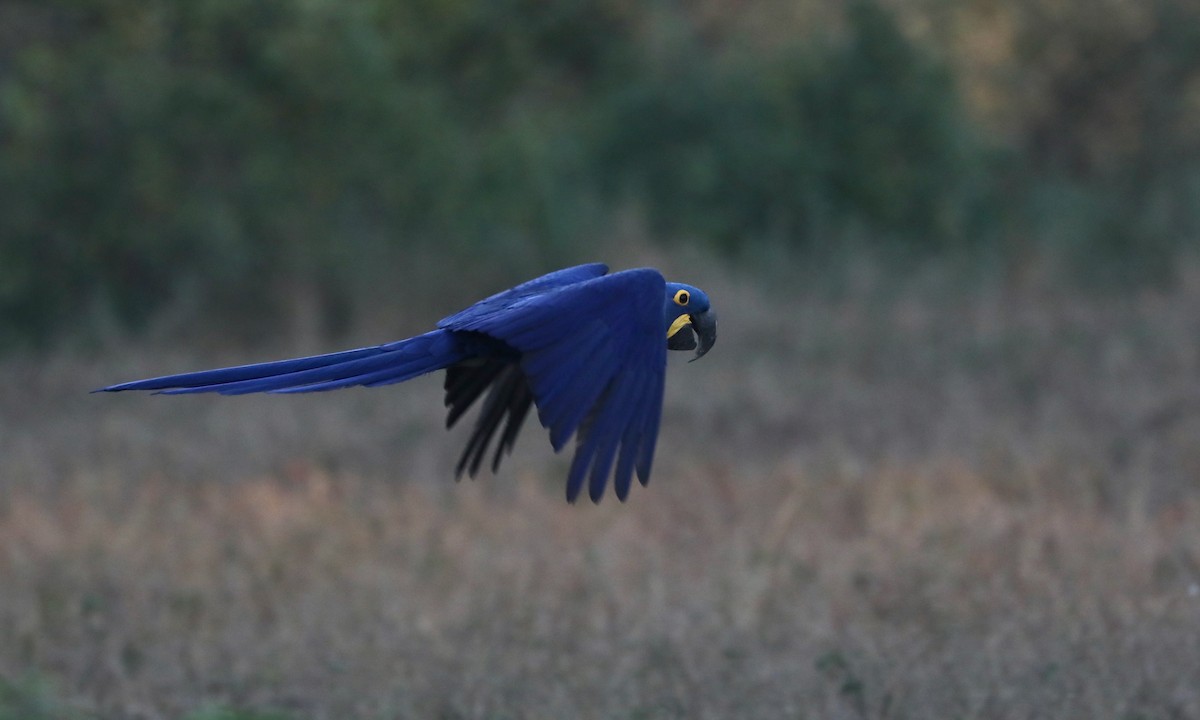 Hyacinth Macaw - ML624223922