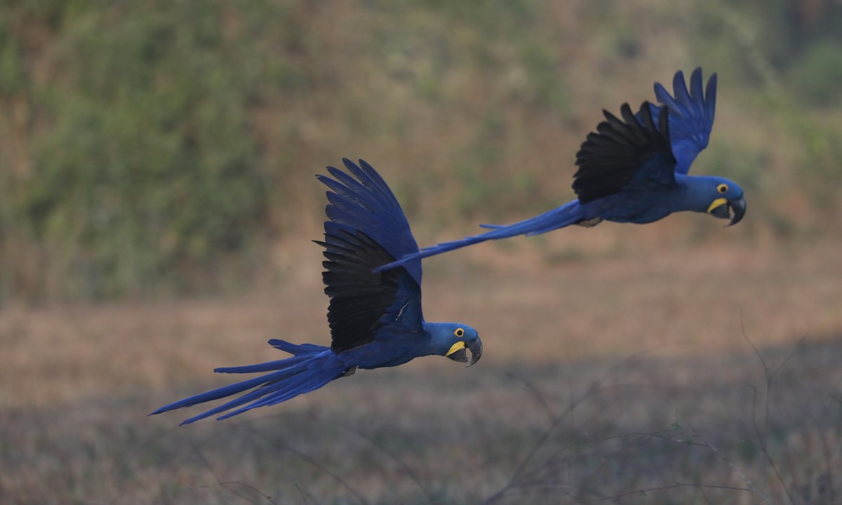 Hyacinth Macaw - Ben Barkley