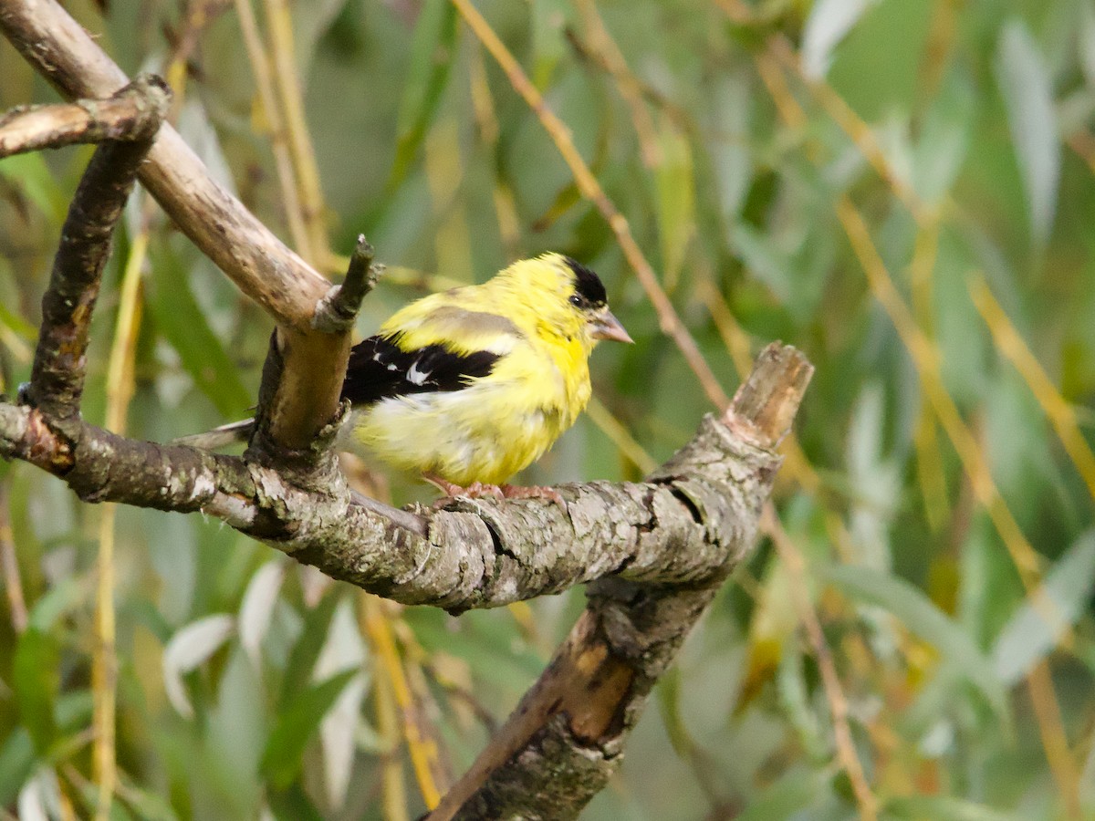 American Goldfinch - ML624223926