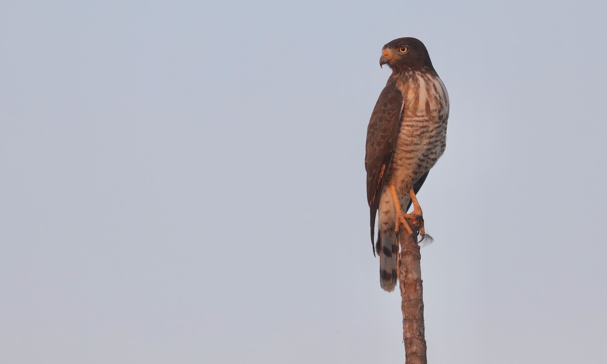 Roadside Hawk - ML624223928