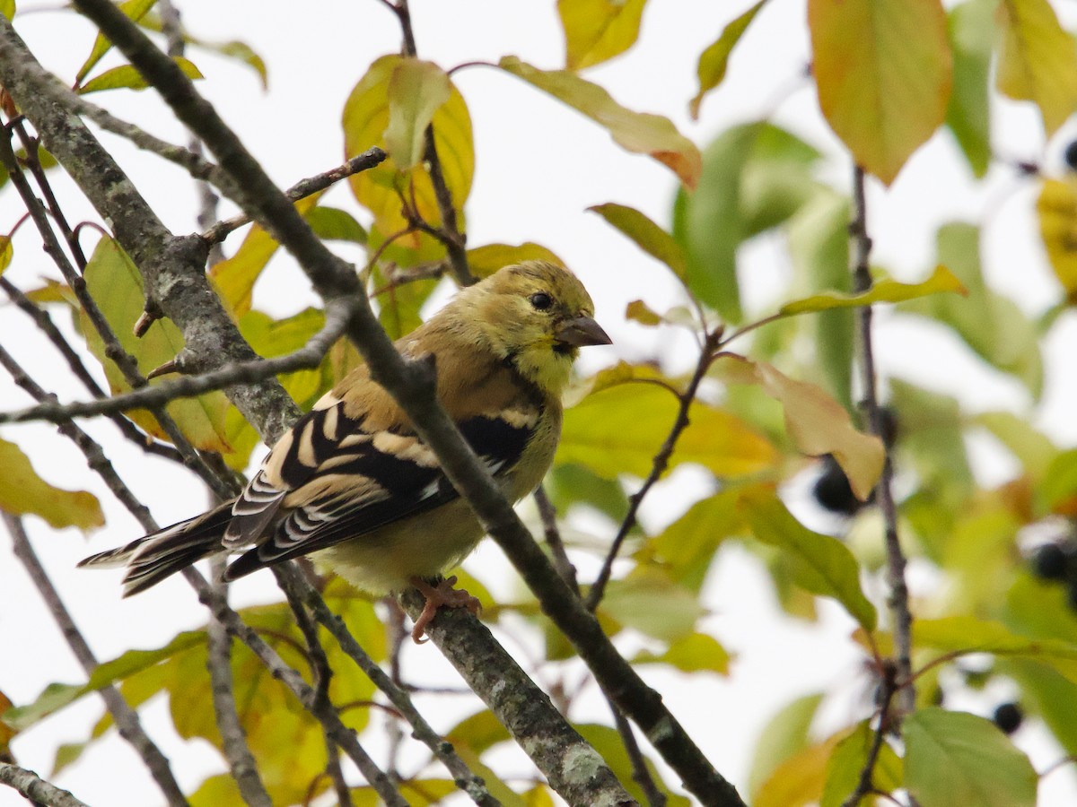 American Goldfinch - ML624223932