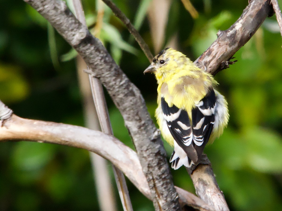 American Goldfinch - ML624223943