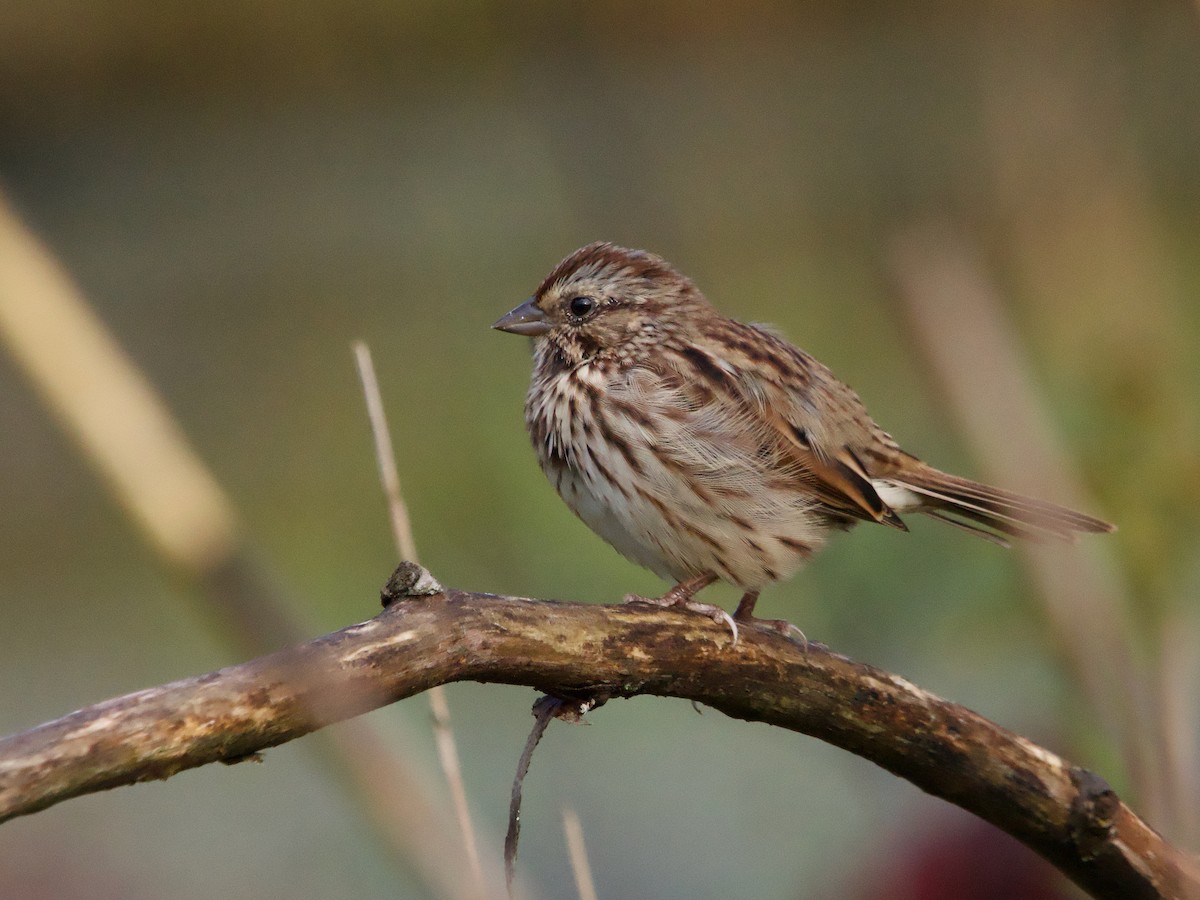 Song Sparrow - ML624223954