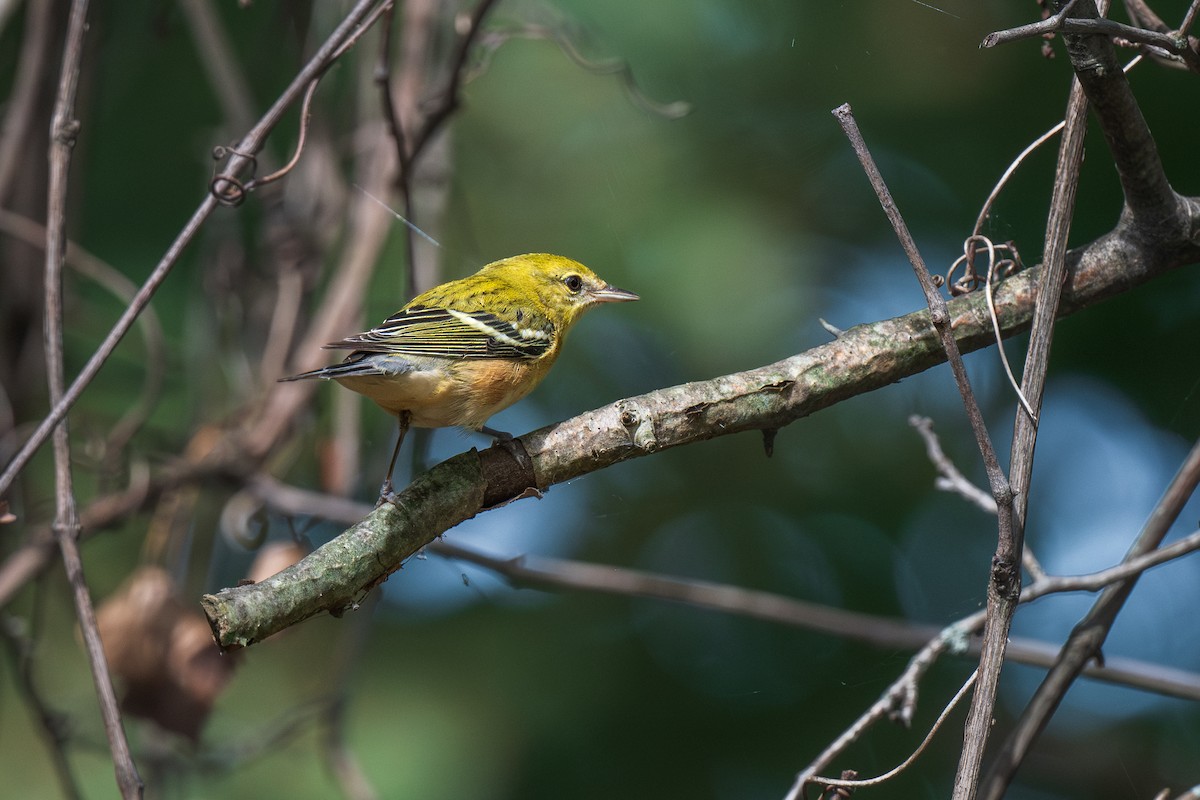 Bay-breasted Warbler - ML624223962