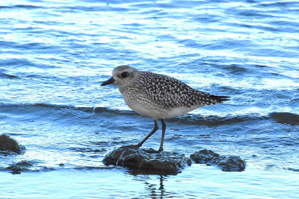 Black-bellied Plover - James Thompson