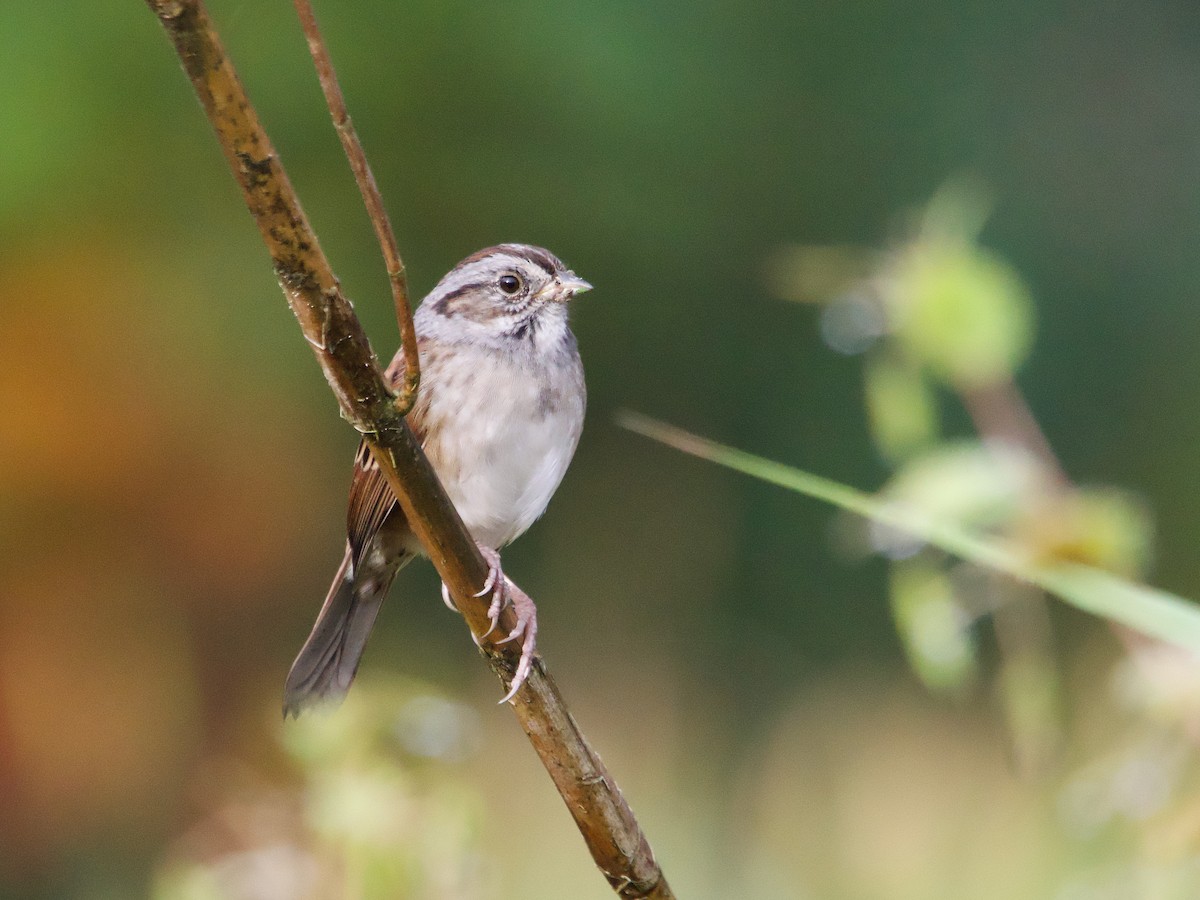 Swamp Sparrow - ML624223973