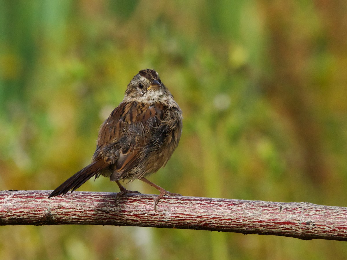 Swamp Sparrow - ML624223974