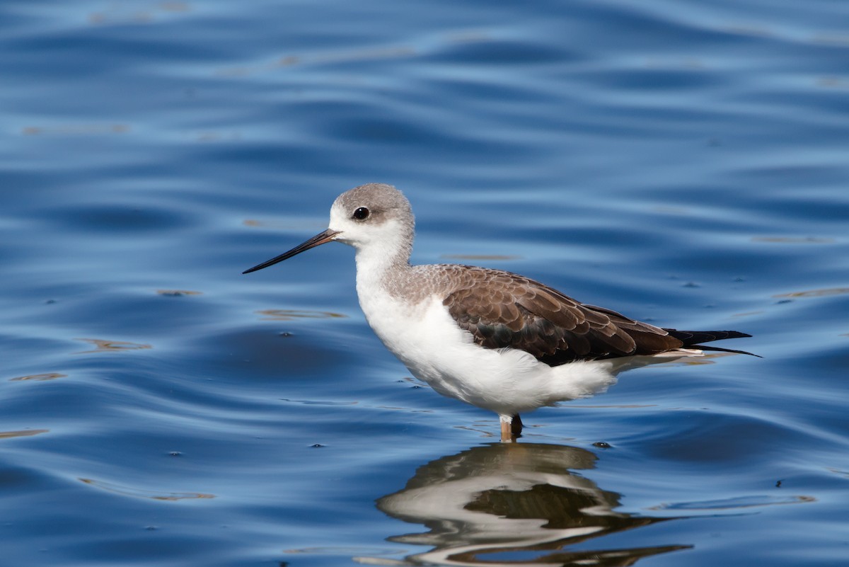 Black-winged Stilt - Zsolt Semperger