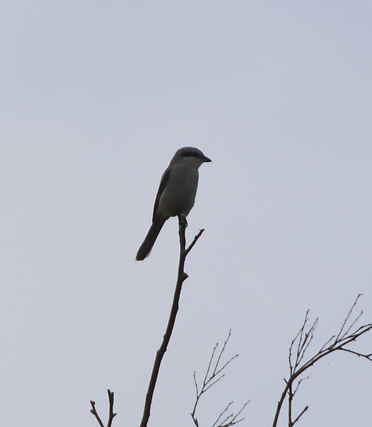 חנקן גדול - ML624223991