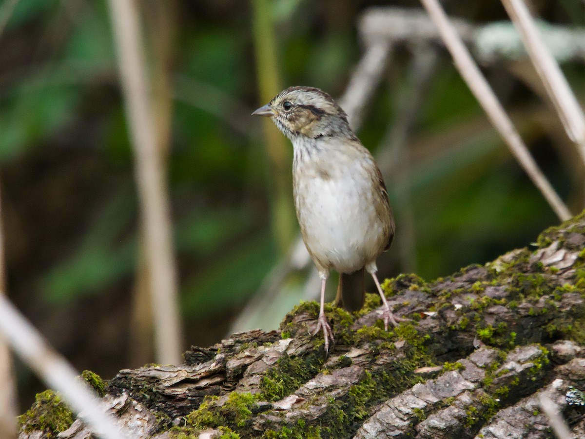 Swamp Sparrow - ML624223994