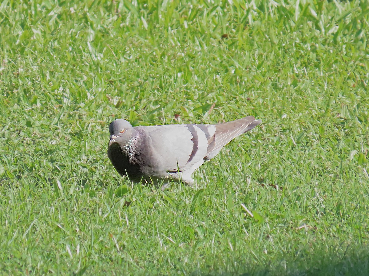 Rock Pigeon (Feral Pigeon) - ML624223998