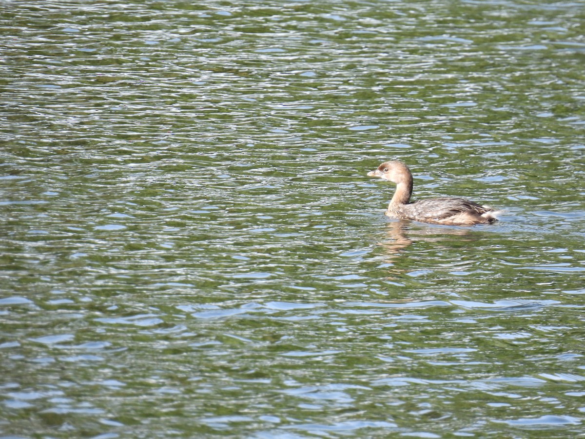 Pied-billed Grebe - ML624224004