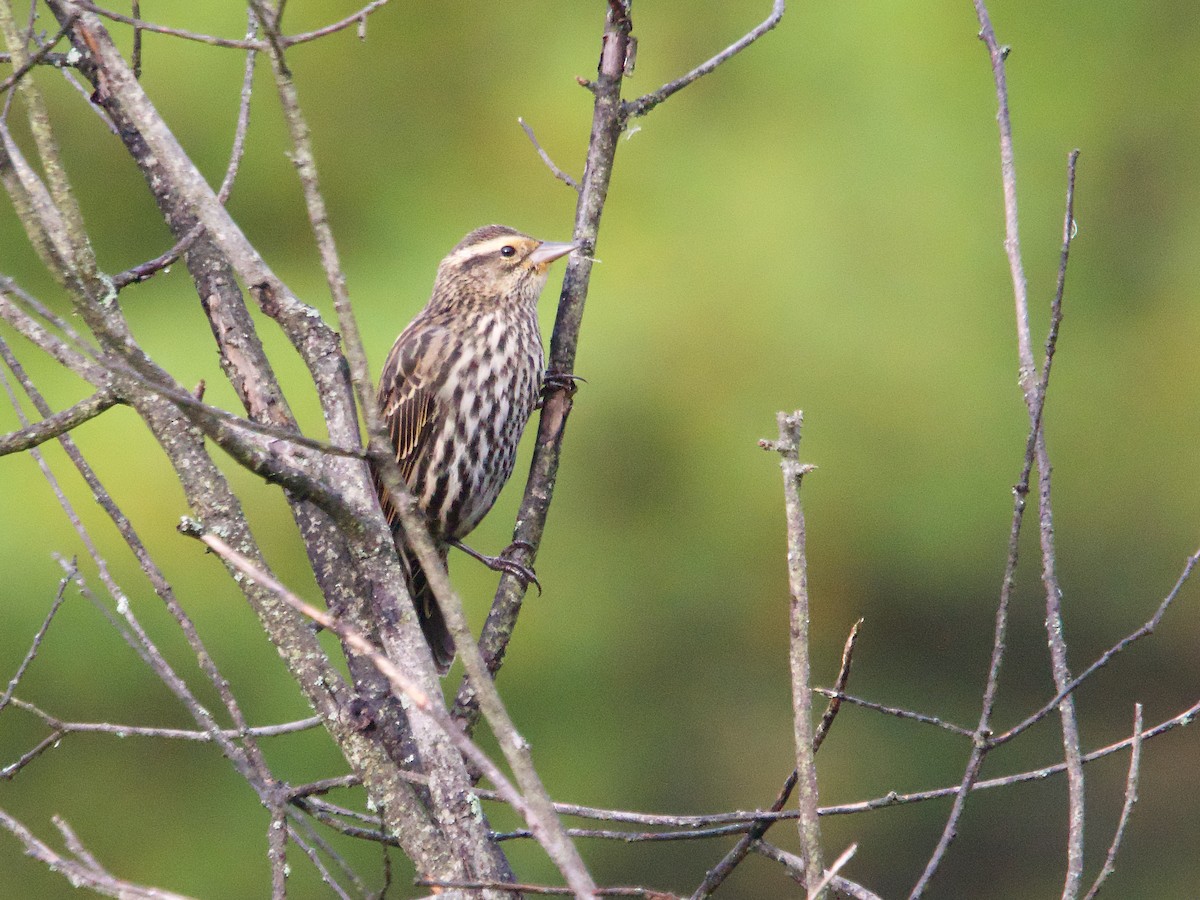 Red-winged Blackbird - ML624224006