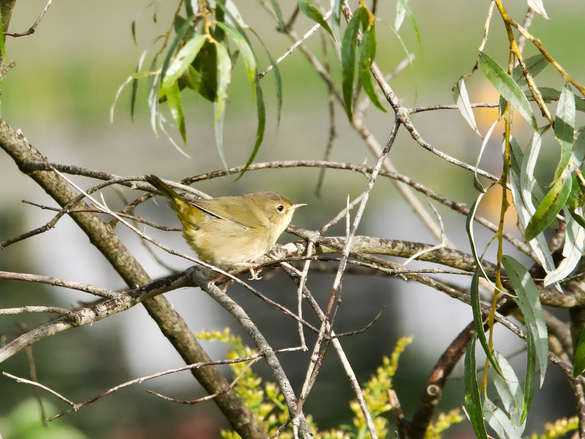 Common Yellowthroat - ML624224016