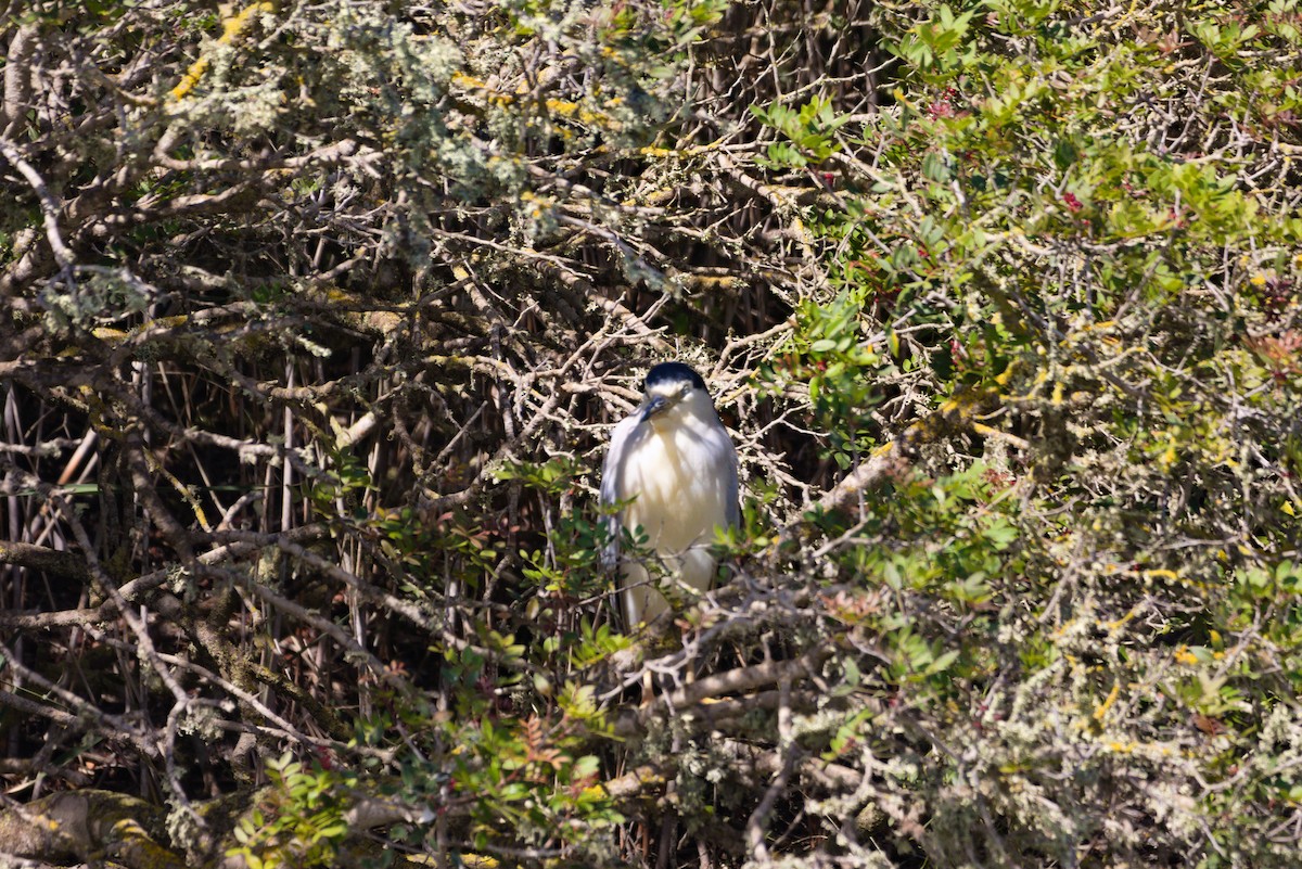 Black-crowned Night Heron - Zsolt Semperger