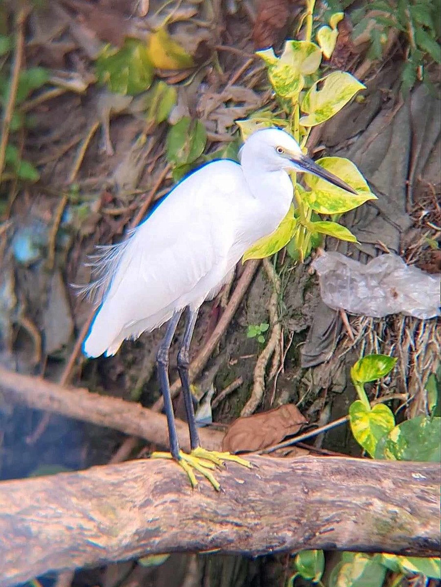 Little Egret - John Salazar