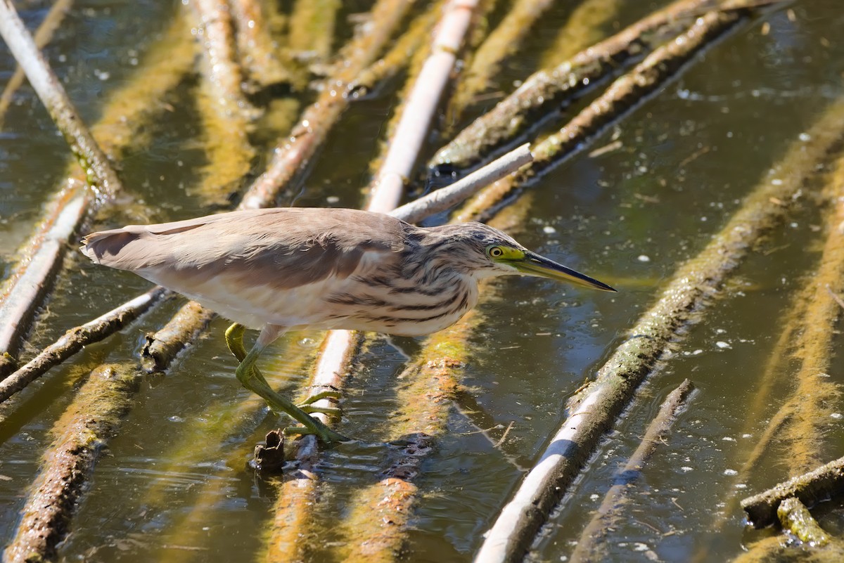 Squacco Heron - ML624224024