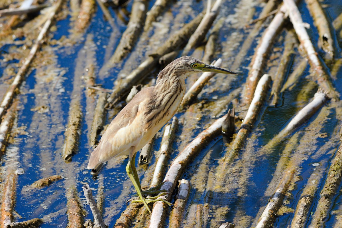 Squacco Heron - ML624224025