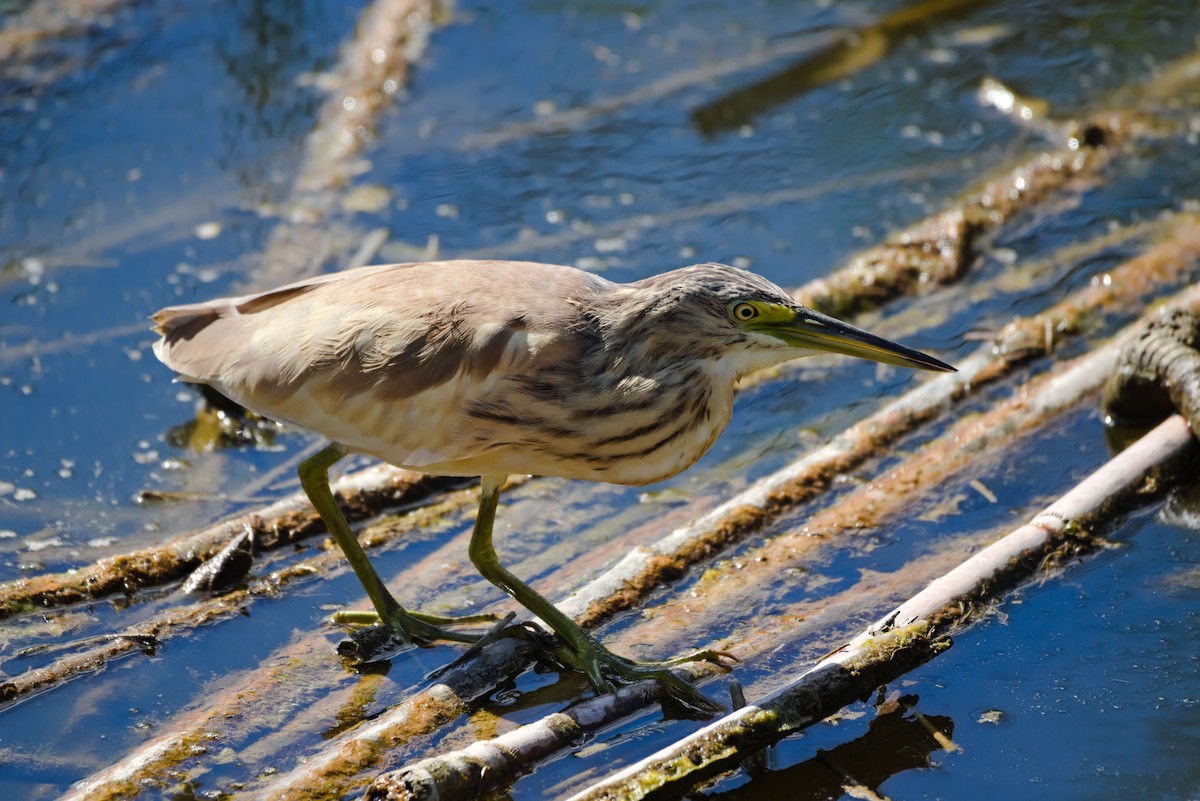 Squacco Heron - ML624224026