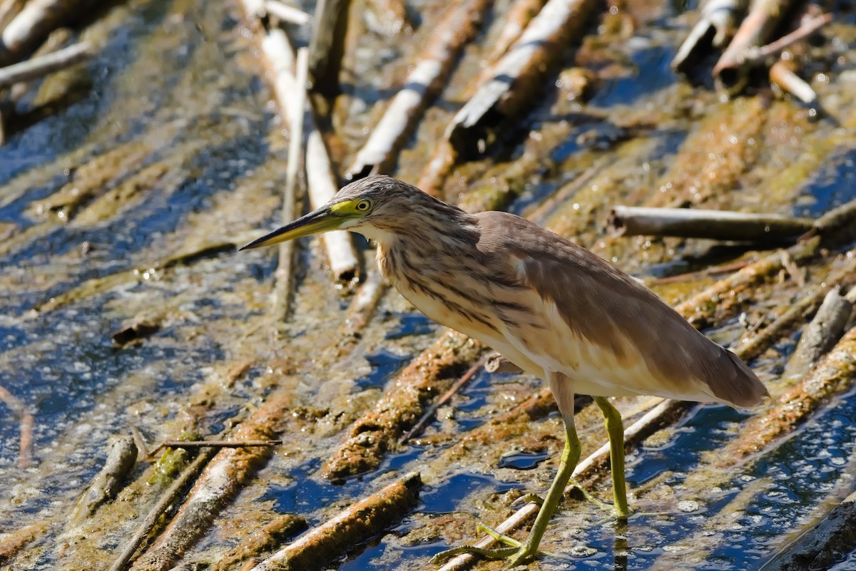 Squacco Heron - ML624224027