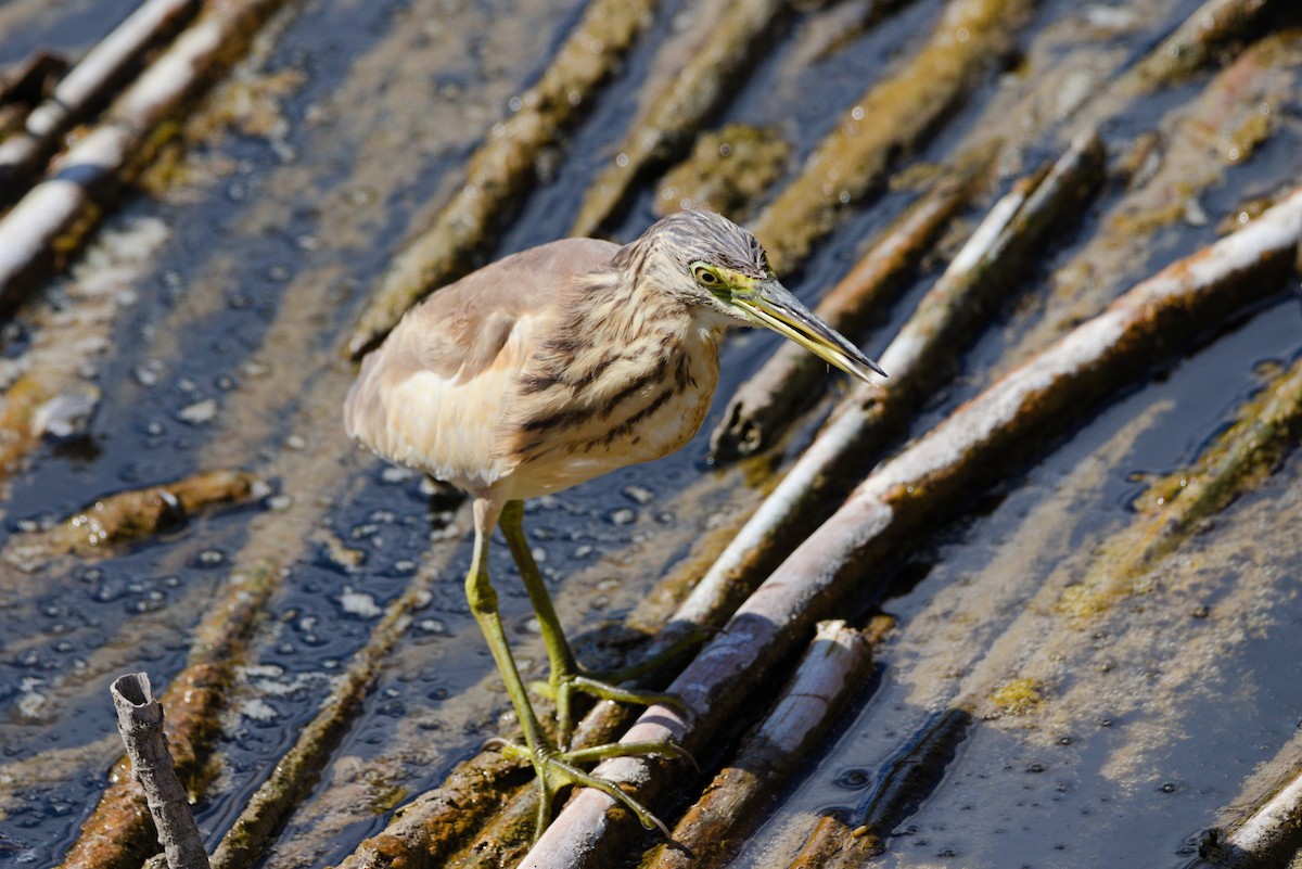 Squacco Heron - ML624224029