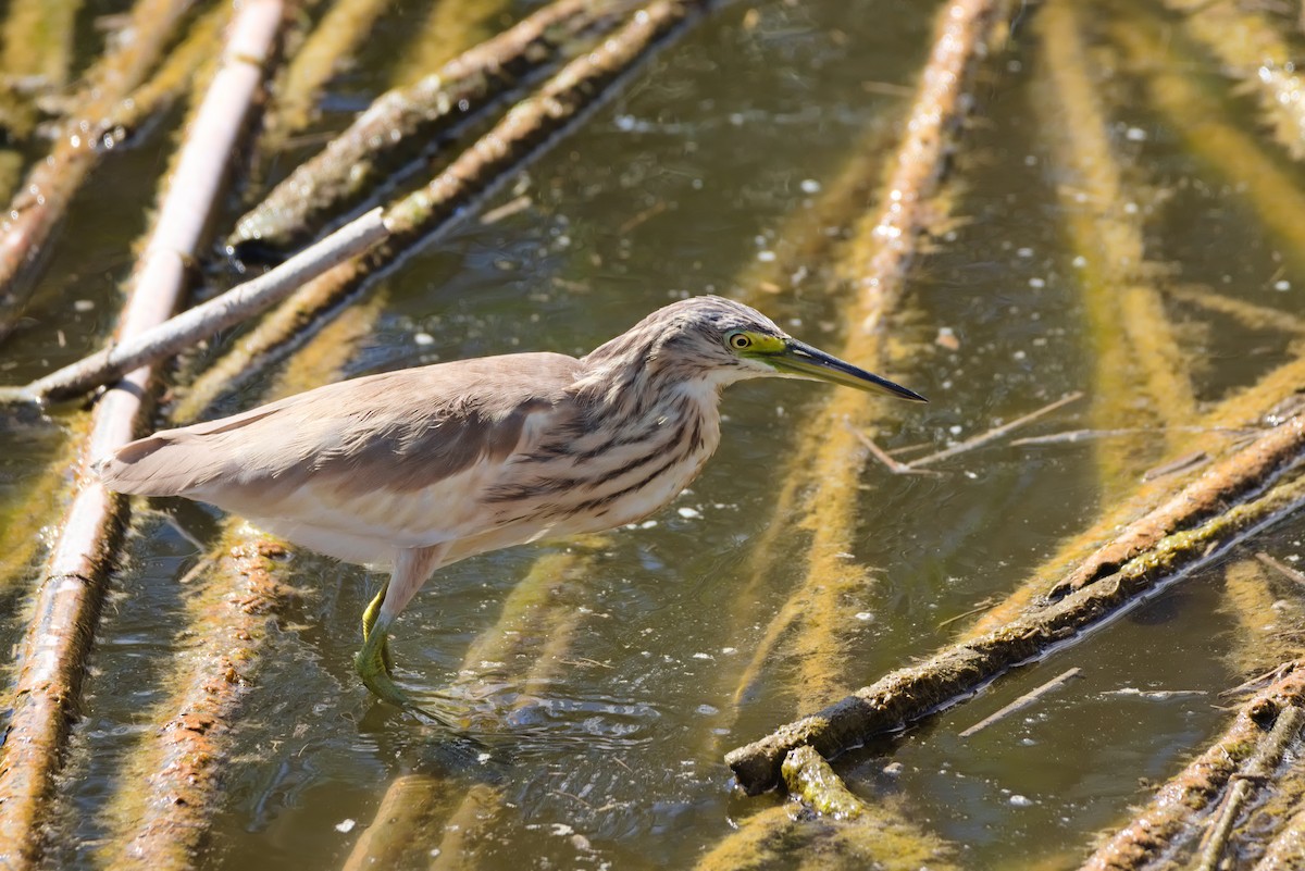 Squacco Heron - ML624224030