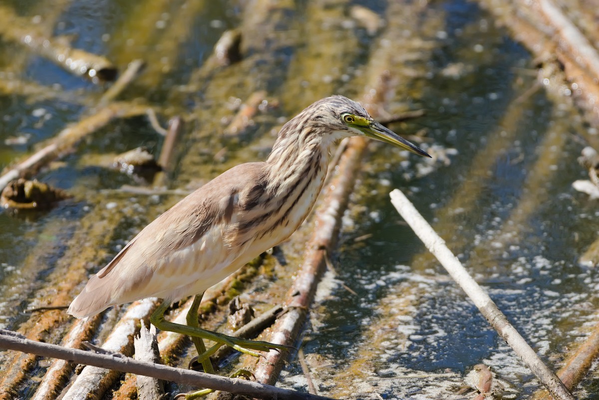 Squacco Heron - ML624224031