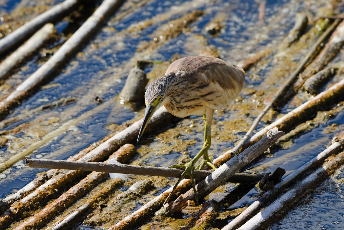 Squacco Heron - ML624224032