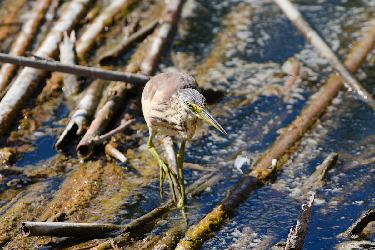 Squacco Heron - ML624224033