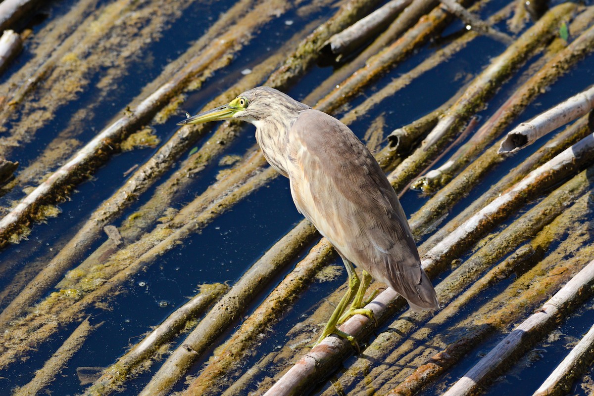 Squacco Heron - ML624224034