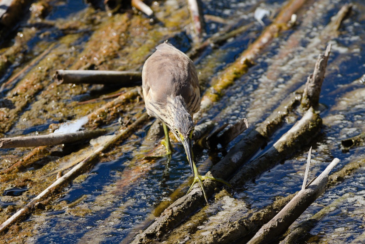 Squacco Heron - ML624224035