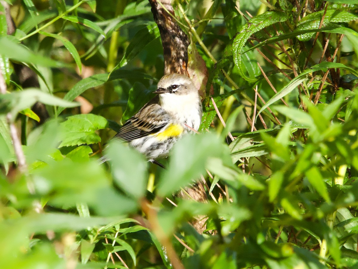 Yellow-rumped Warbler - ML624224036