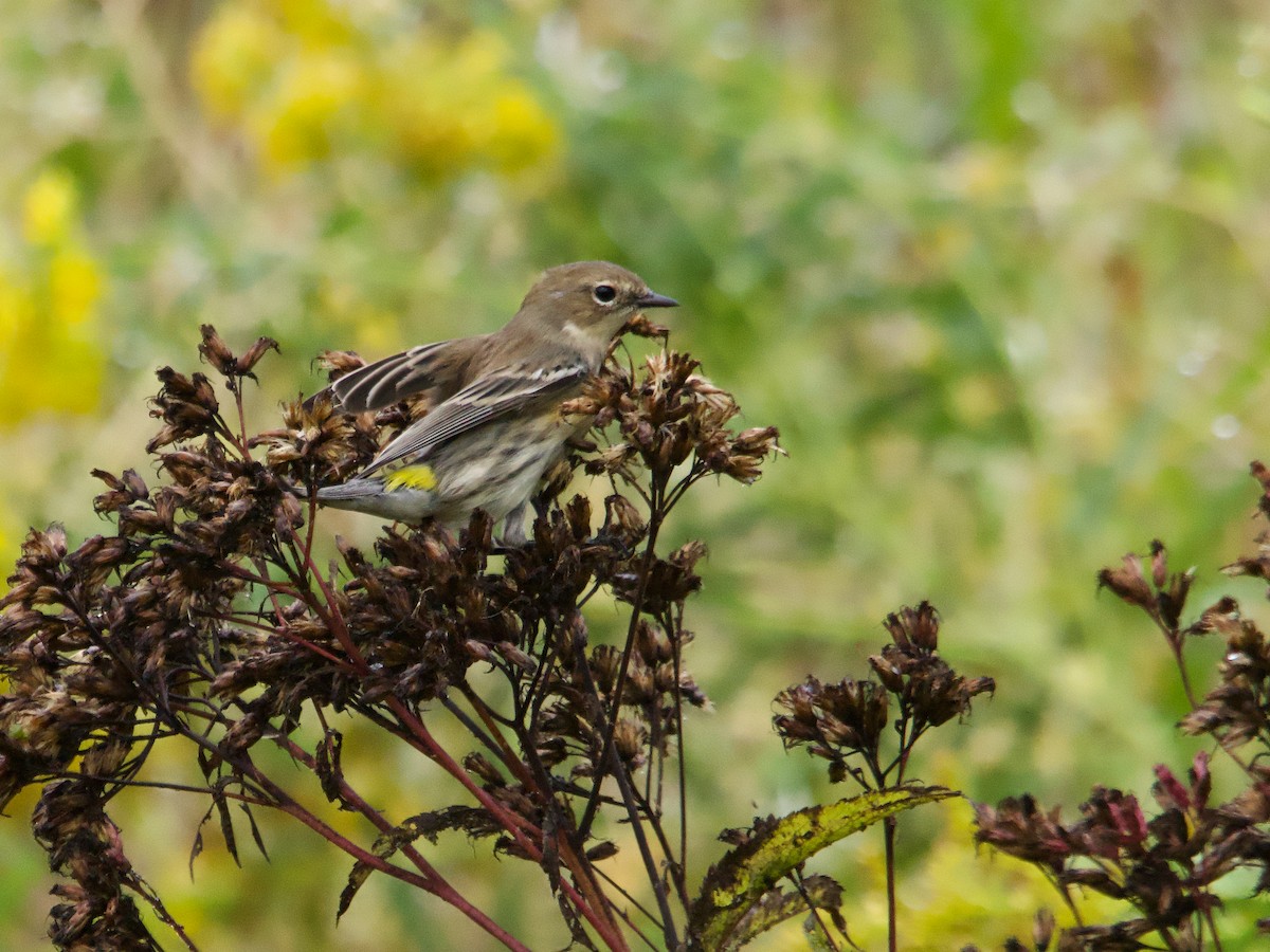 Yellow-rumped Warbler - ML624224042