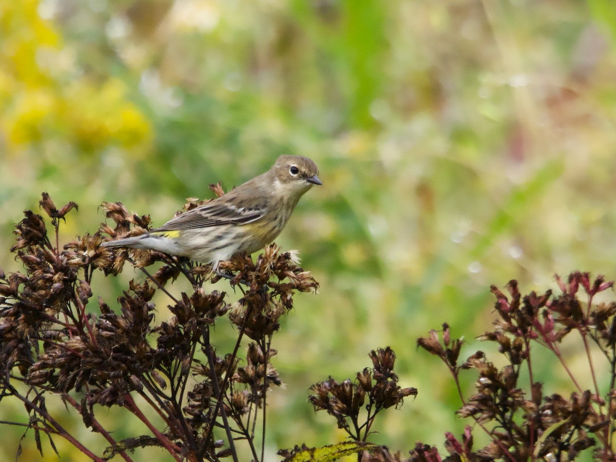 Yellow-rumped Warbler - ML624224043