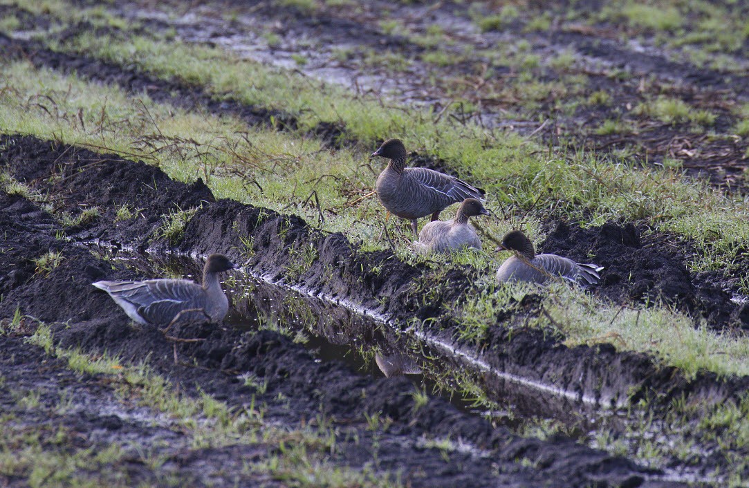 Pink-footed Goose - ML624224057