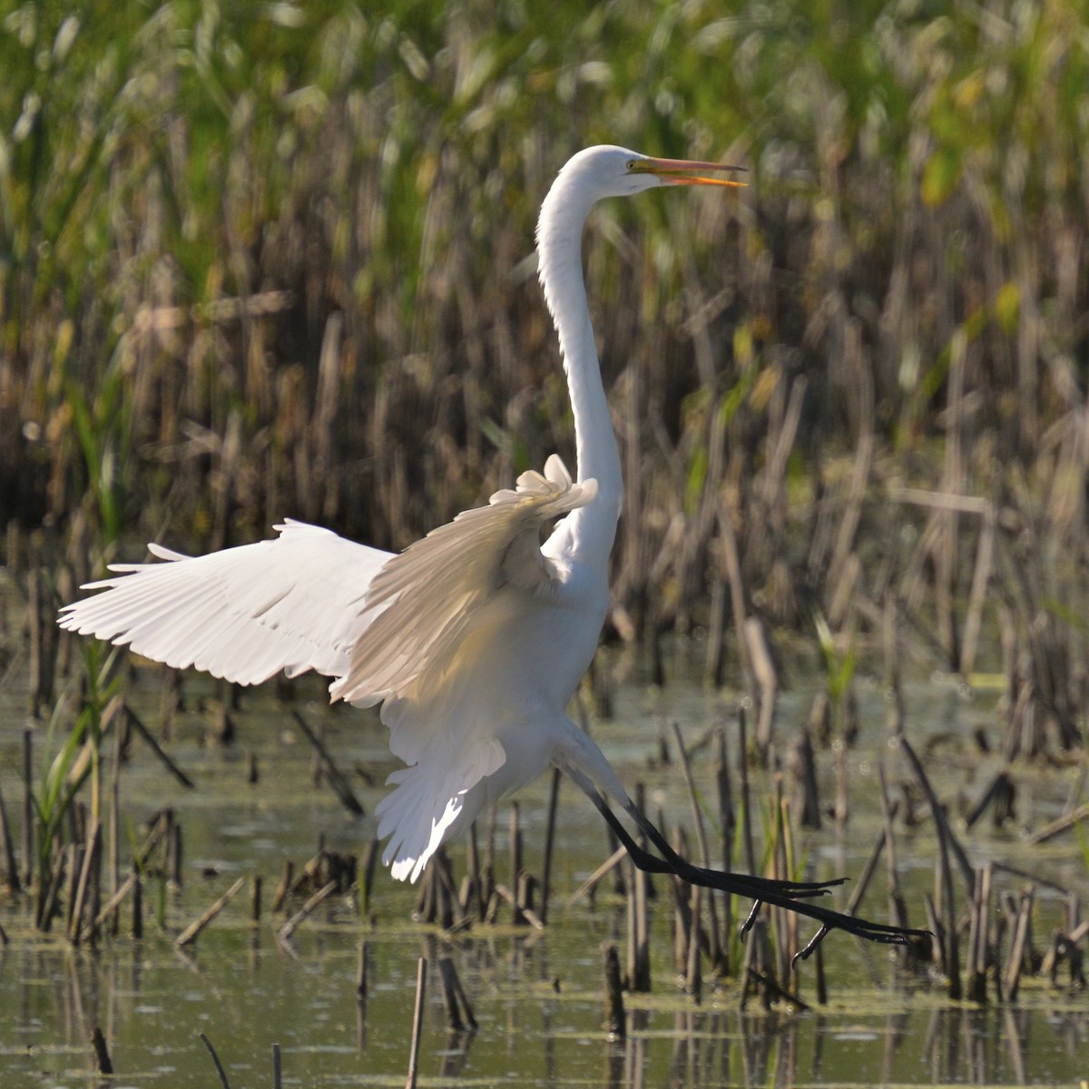 Great Egret - ML624224064