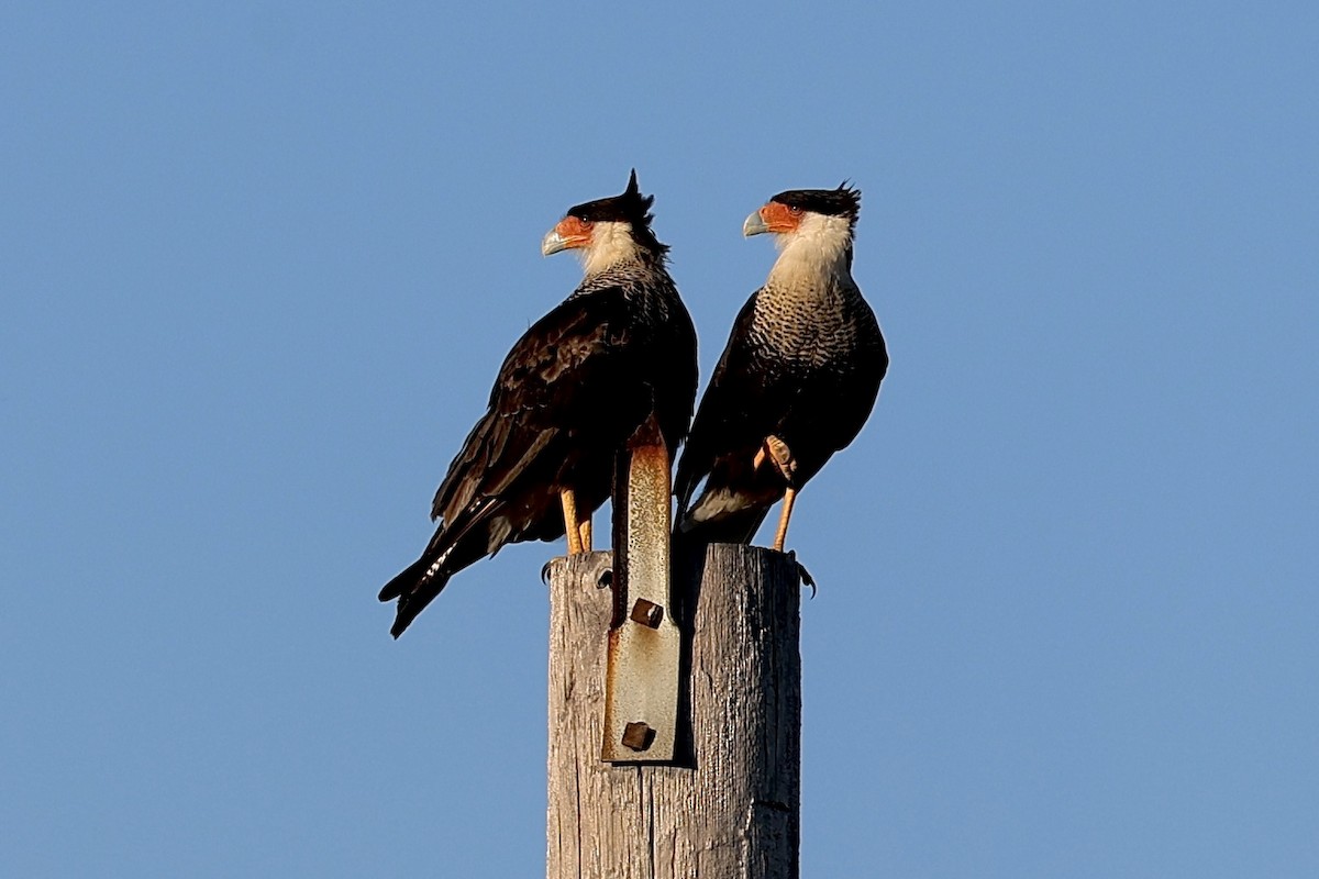 Crested Caracara - ML624224066