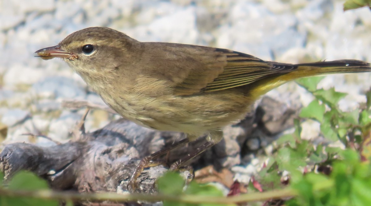 Palm Warbler - ML624224067