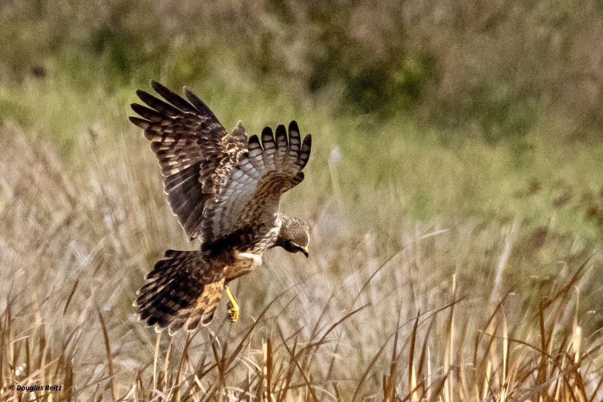 African Marsh Harrier - ML624224072