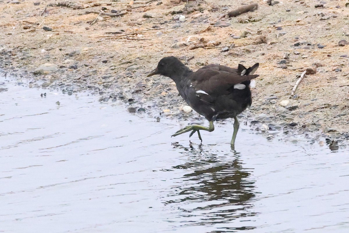 Gallinella d'acqua - ML624224074