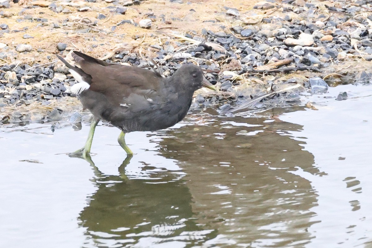 Gallinella d'acqua - ML624224075