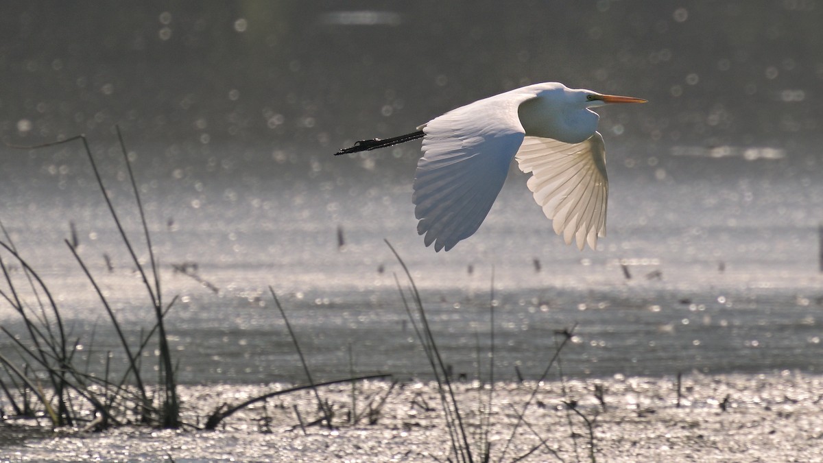 Great Egret - ML624224076