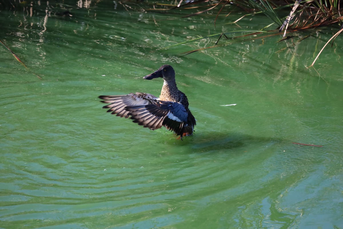 Northern Shoveler - ML624224077