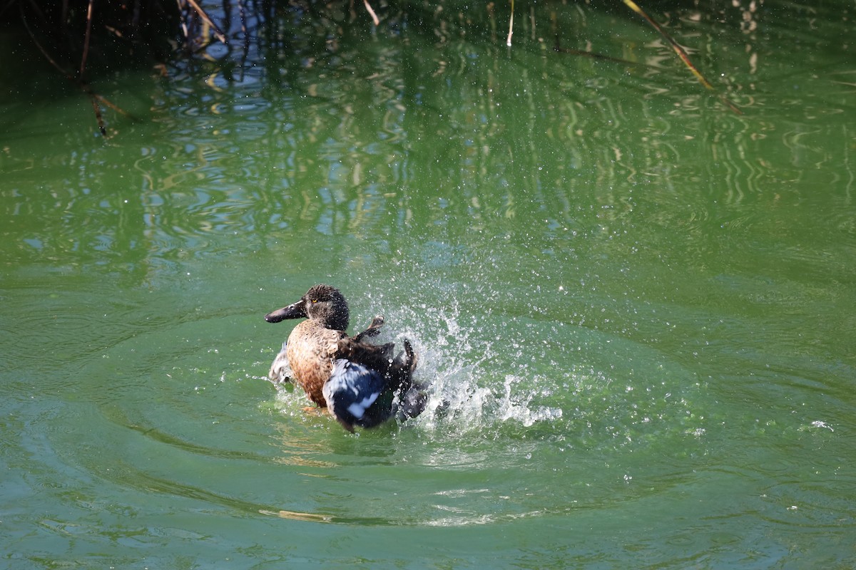 Canard souchet - ML624224078