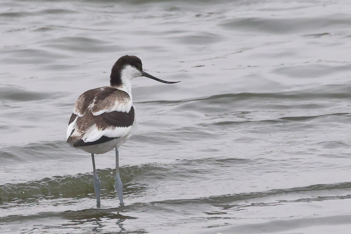 Avocetta - ML624224080